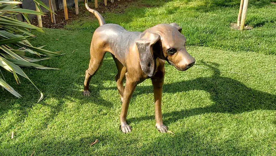 Jardin à Grenoble en pelouse artificielle - statue de chien