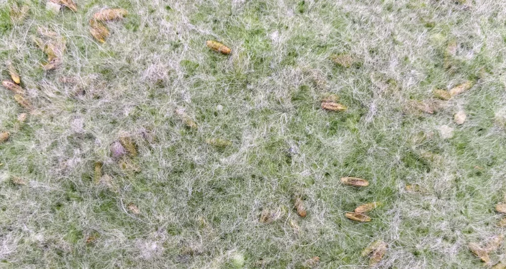 Biotextile gazon naturel