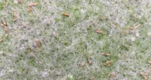 Biotextile gazon naturel